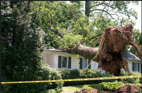 Panama City FL Tree Service Image